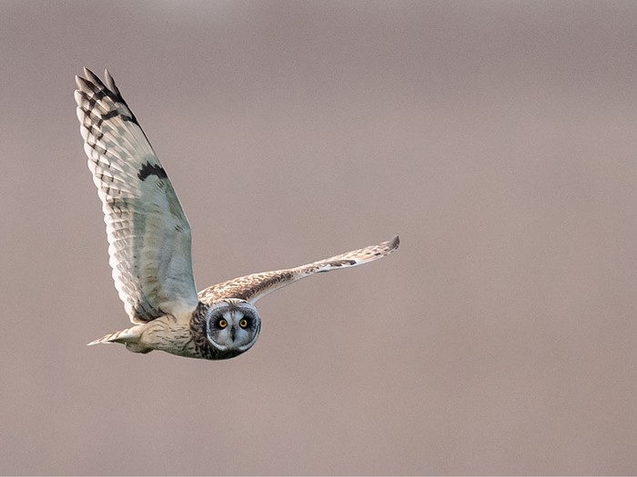 Short-eared Owl