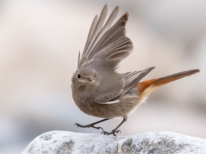 Black Redstart