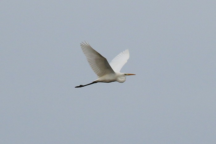 Great White Egret
