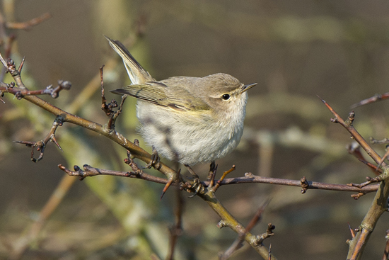 Siberian Chiffchaff