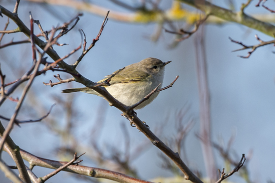 Siberian Chiffchaff