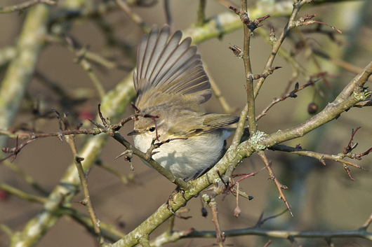 Siberian Chiffchaff