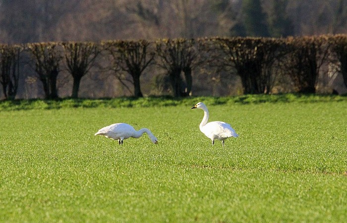Bewick's Swan