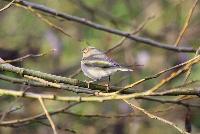 Siberian Chiffchaff