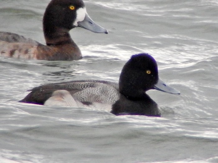 Lesser Scaup