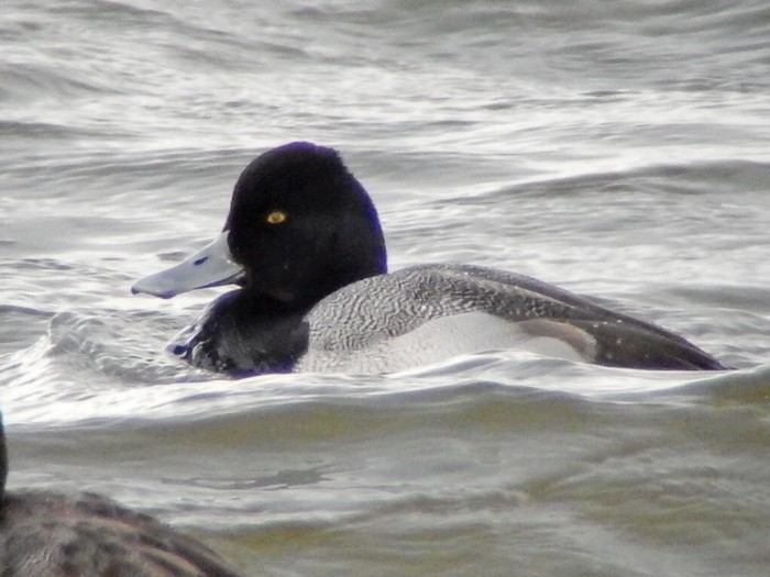 Lesser Scaup