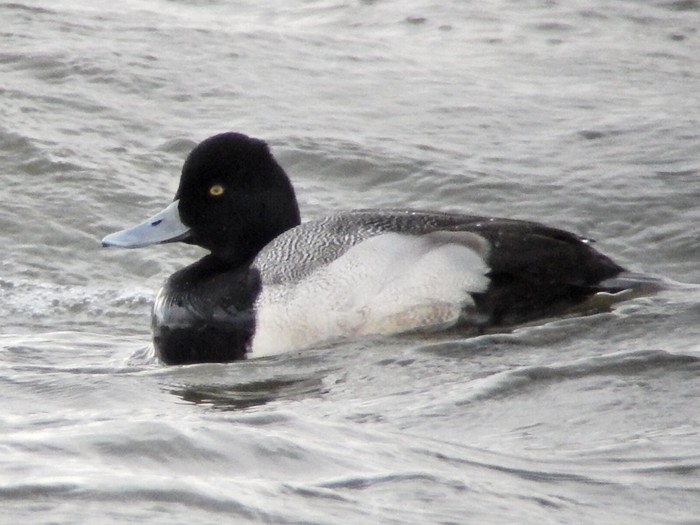 Lesser Scaup