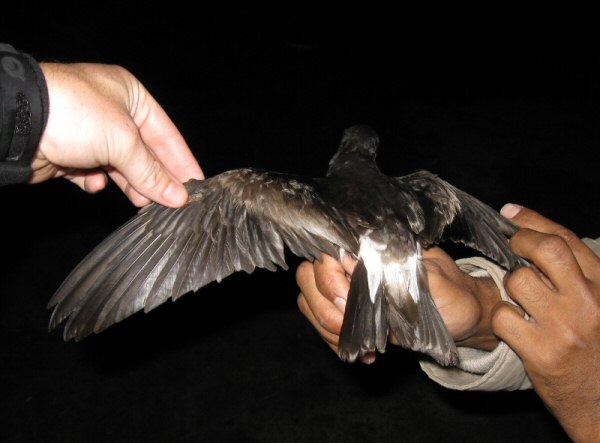 Leach's Petrel