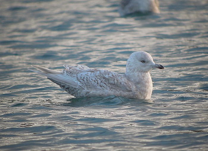 Kumlien's Gull