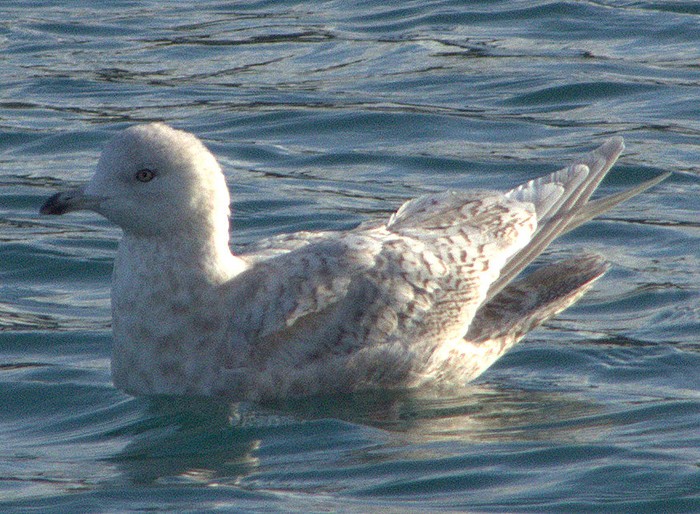 Kumlien's Gull