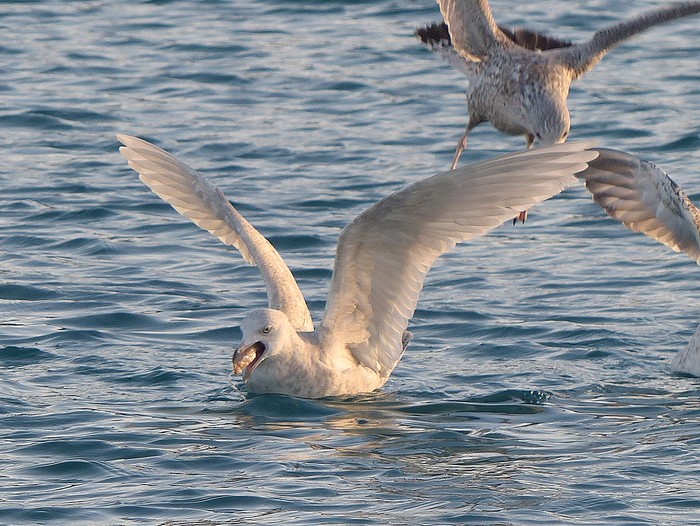 Kumlien's Gull