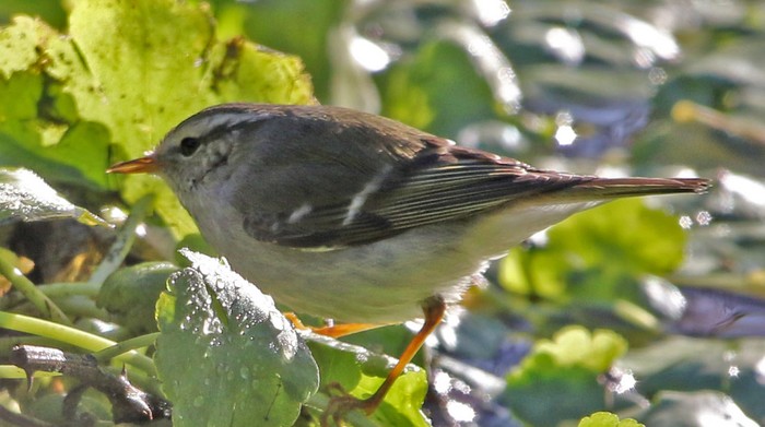 Yellow-browed Warbler