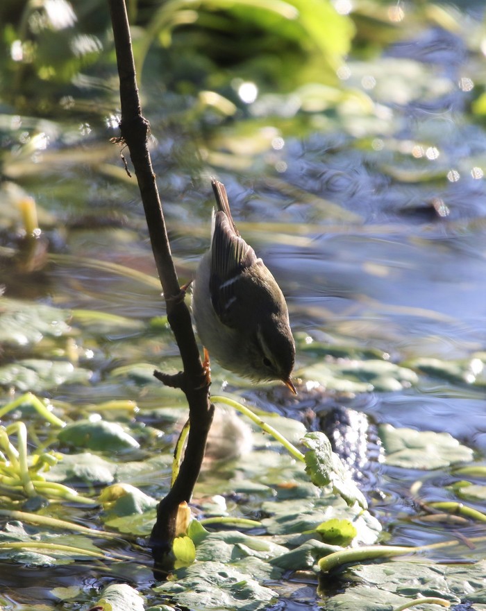 Yellow-browed Warbler