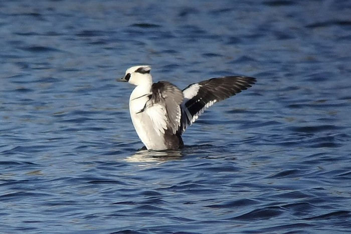 Smew