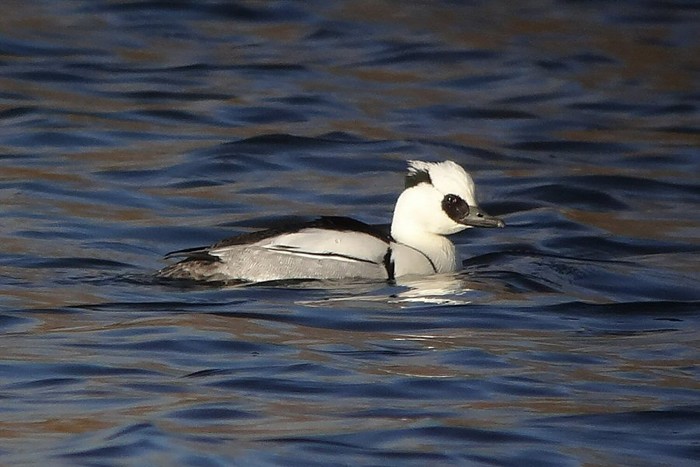 Smew