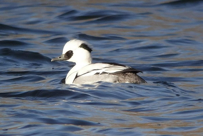 Smew