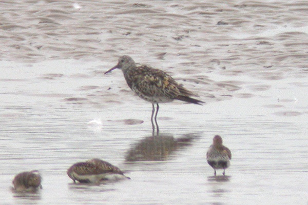 Great Knot
