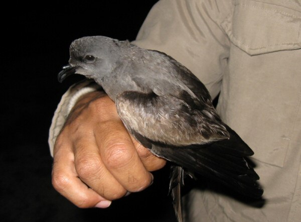 Leach's Petrel