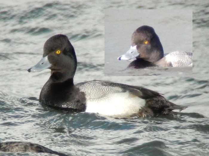 Lesser Scaup