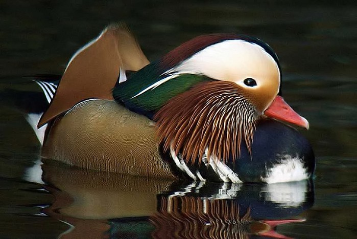 Mandarin