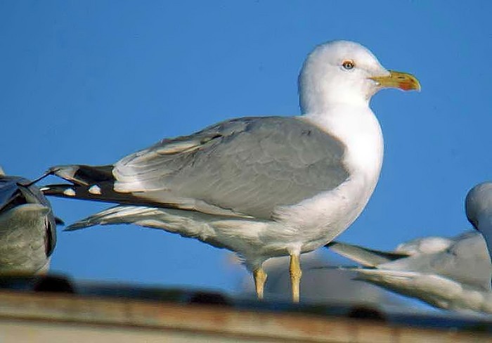 Yellow-legged Gull