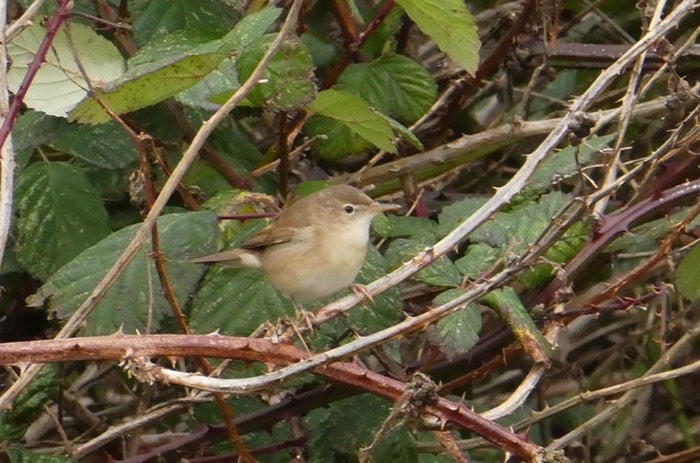 Blyth's Reed Warbler