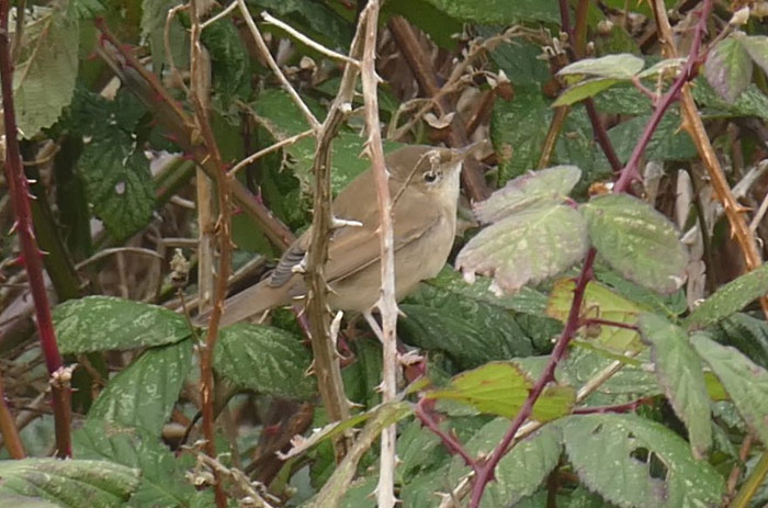 Blyth's Reed Warbler