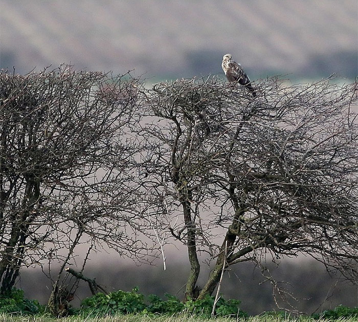 Rough-legged Buzzard