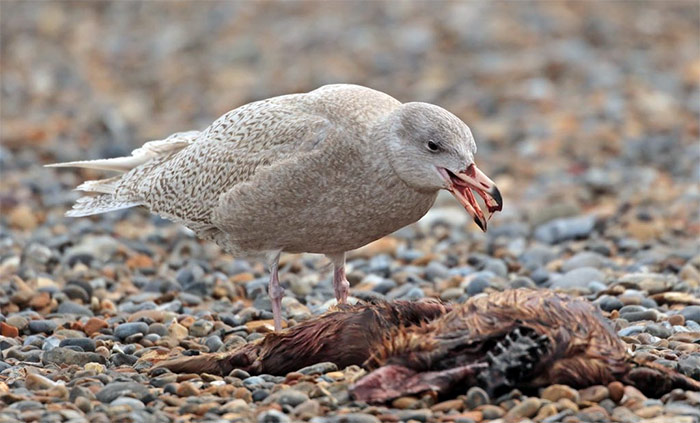Glaucous Gull