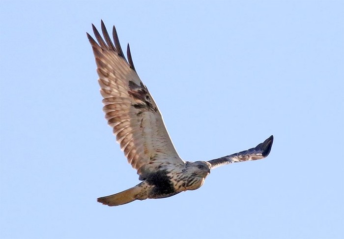Rough-legged Buzzard