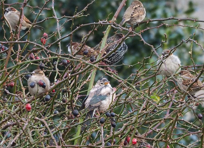 Rose-coloured Starling