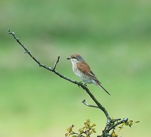Red-backed Shrike