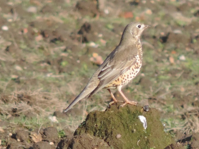 Mistle Thrush