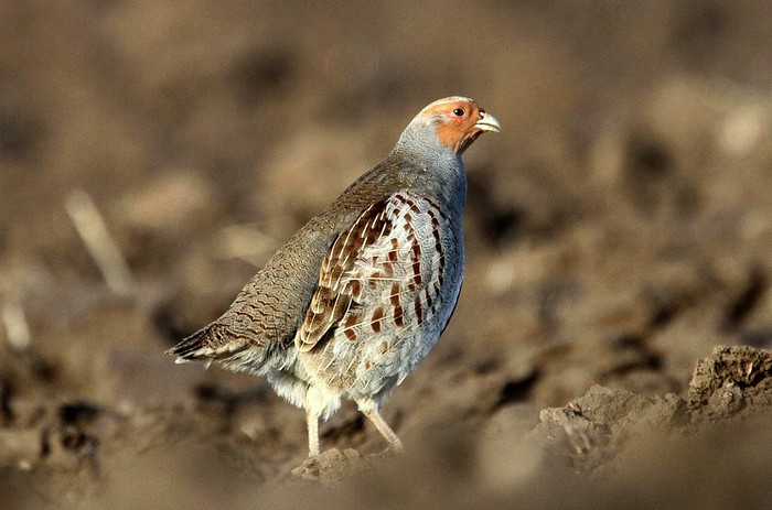 Grey Partridge