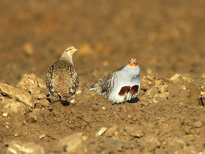 Grey Partridge