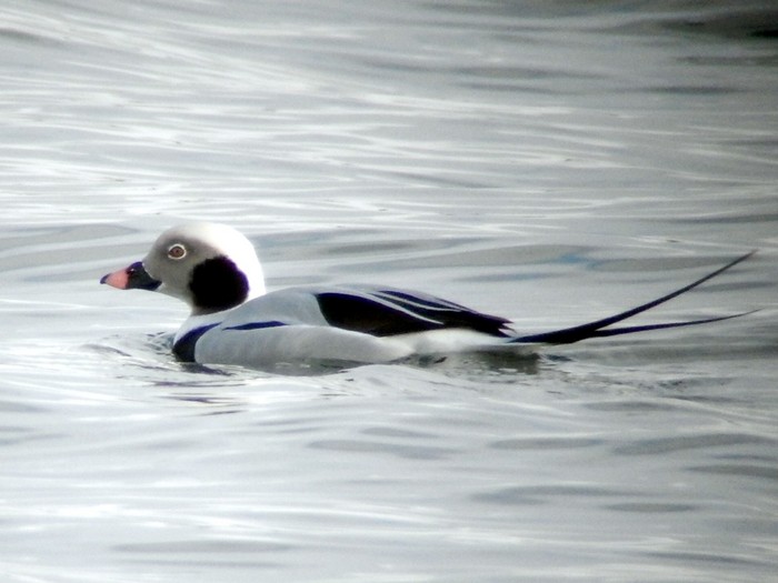 Long-tailed Duck