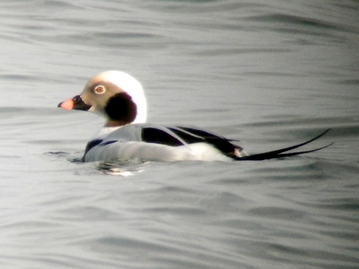 Long-tailed Duck