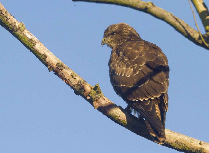Buzzard