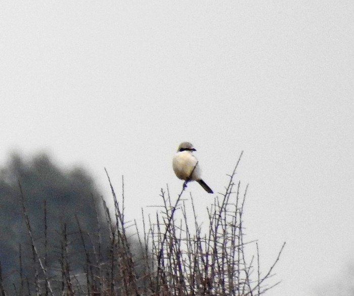 Great Grey Shrike