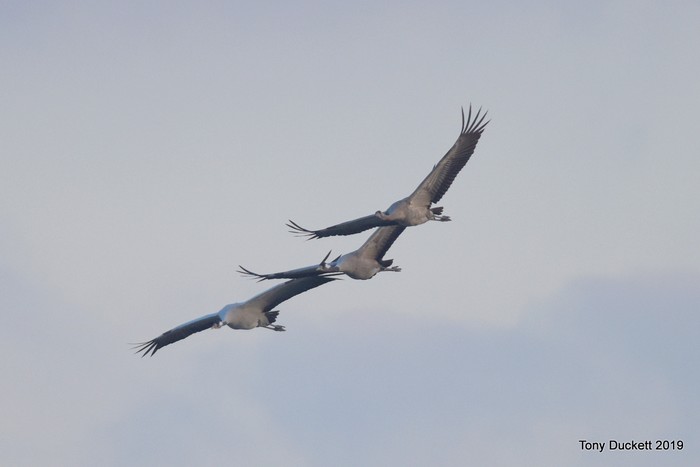 Common Crane