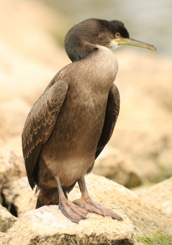 Shag