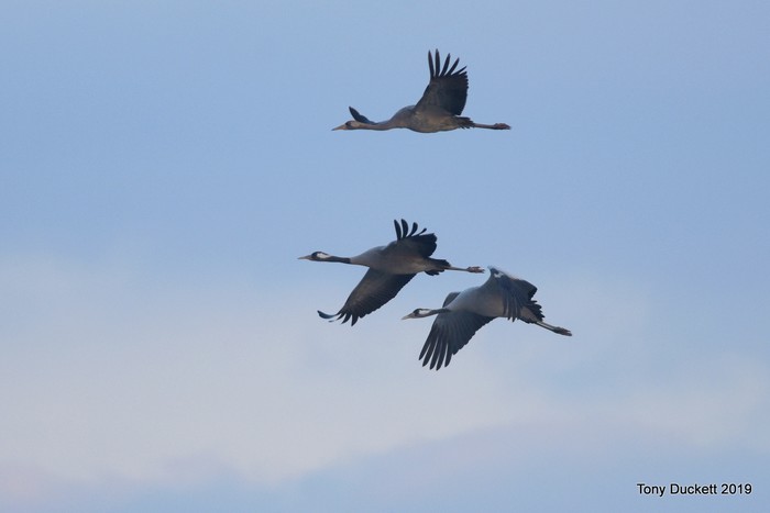 Common Crane