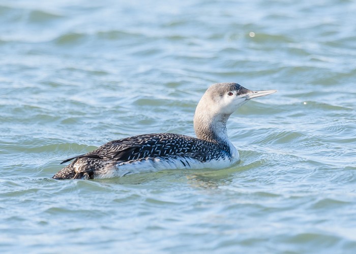Red-throated Diver