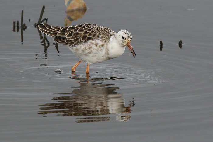 Ruff