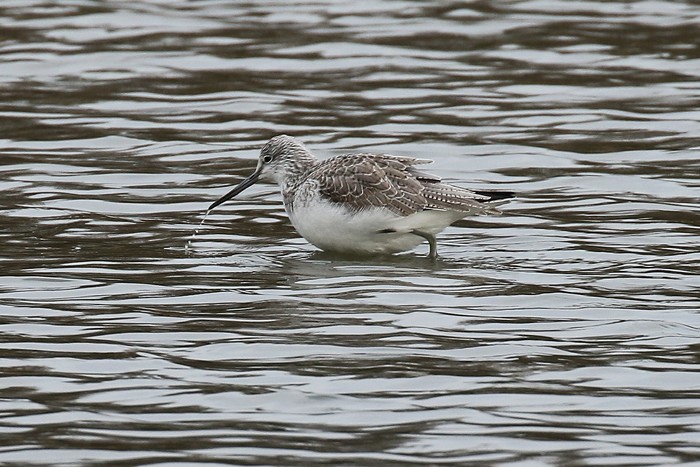 Greenshank