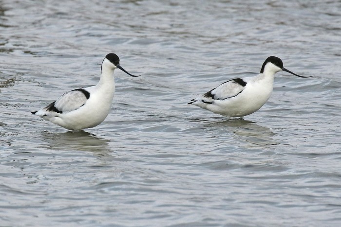 Avocet