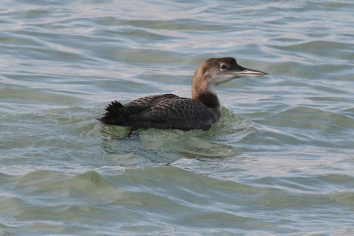 Great Northern Diver