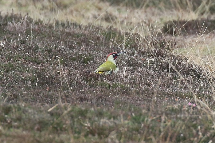 Green Woodpecker