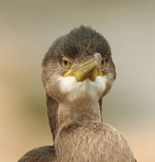 Shag