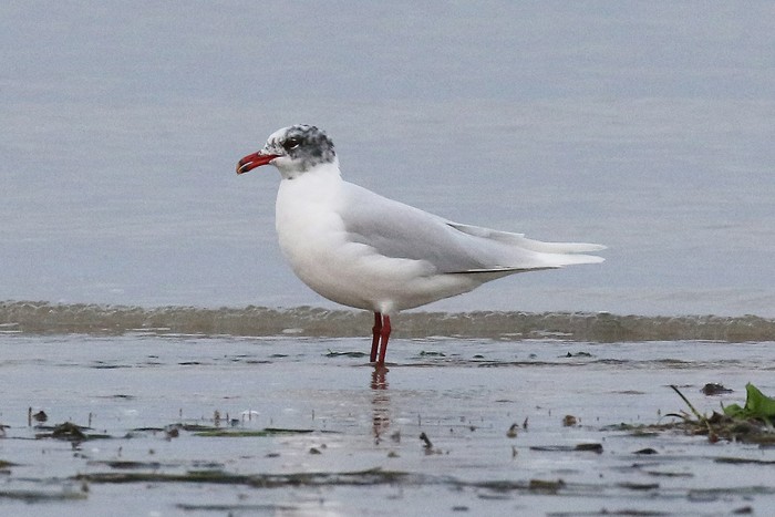 Mediterranean Gull